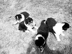 Ваш щенок - _012.jpg