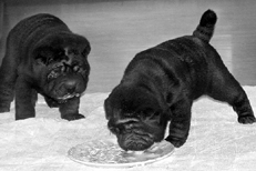 Ваш щенок - _013.jpg