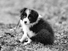 Ваш щенок - _037.jpg