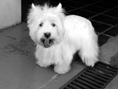 Ваш щенок - _038.jpg