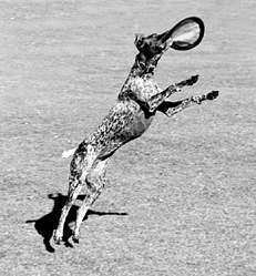 Ваш щенок - _039.jpg