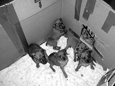 Ваш щенок - _042.jpg