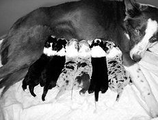 Ваш щенок - _044.jpg