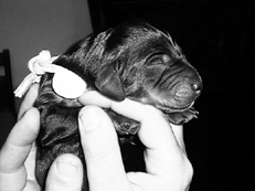 Ваш щенок - _045.jpg