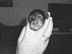 Ваш щенок - _046.jpg