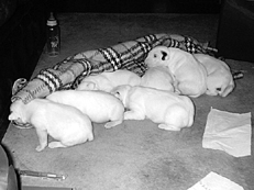 Ваш щенок - _047.jpg