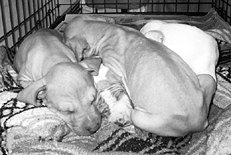 Ваш щенок - _048.jpg