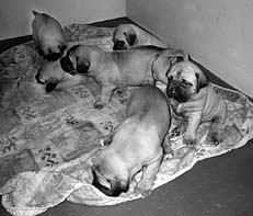 Ваш щенок - _050.jpg