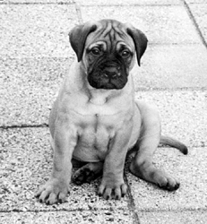 Ваш щенок - _051.jpg