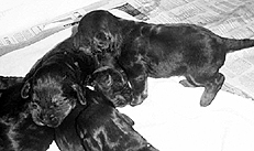 Ваш щенок - _052.jpg