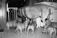 Ваш щенок - _053.jpg