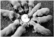 Ваш щенок - _070.jpg