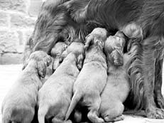 Ваш щенок - _071.jpg