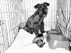 Ваш щенок - _073.jpg