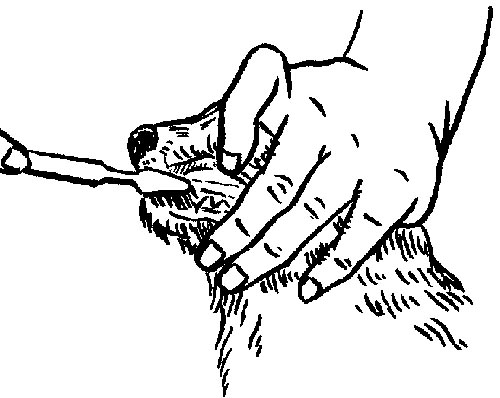 Ваш щенок - s005.jpg