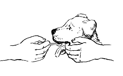 Ваш щенок - s011.jpg