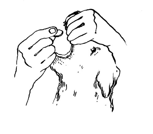 Ваш щенок - s012.jpg