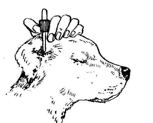 Ваш щенок - s014.jpg