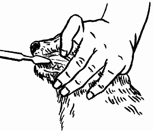 Гриффоны - i_022.png