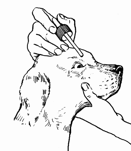 Гриффоны - i_023.png