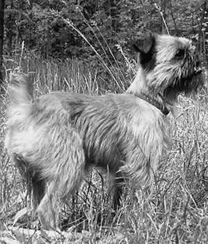 Гриффоны - i_026.jpg