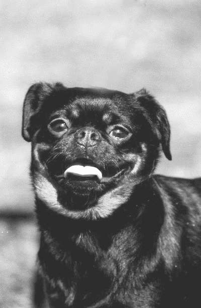 Гриффоны - i_027.jpg