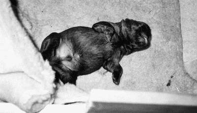 Гриффоны - i_028.jpg