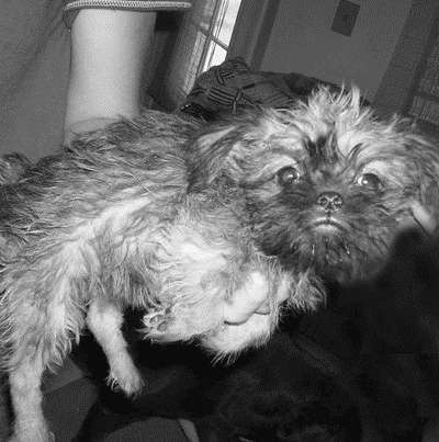 Гриффоны - i_030.jpg