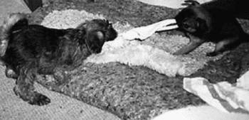 Гриффоны - i_032.jpg