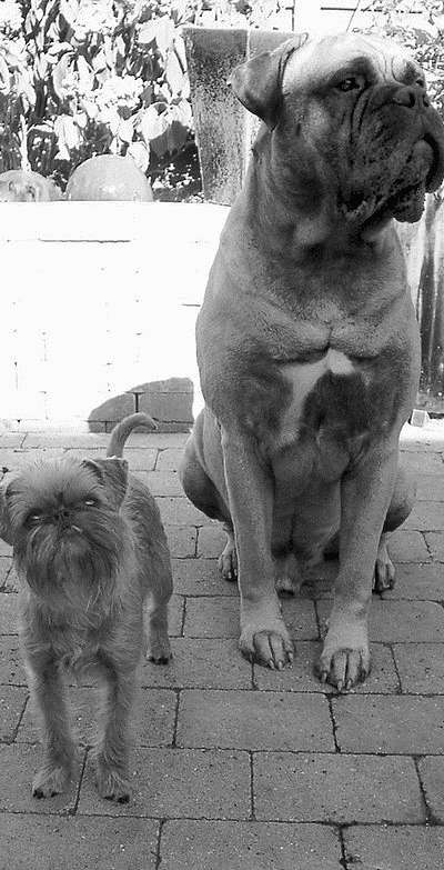 Гриффоны - i_035.jpg