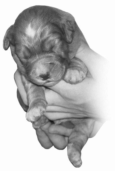 Гриффоны - i_036.jpg