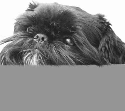 Гриффоны - i_037.jpg