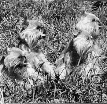 Гриффоны - i_038.jpg