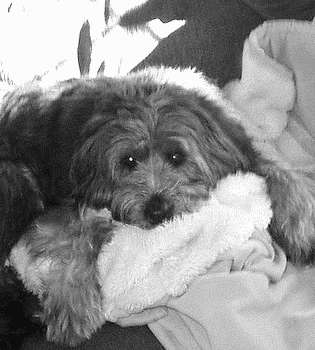 Гриффоны - i_039.jpg