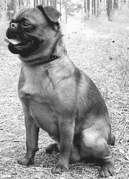 Гриффоны - i_040.jpg