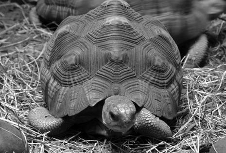 Террариум. Устройство и дизайн - _15.jpg