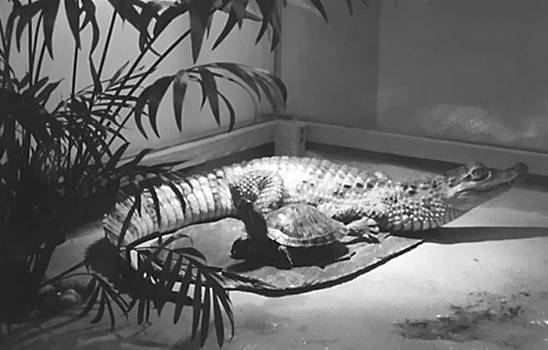 Террариум. Устройство и дизайн - _1.jpg