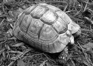 Террариум. Устройство и дизайн - _13.jpg