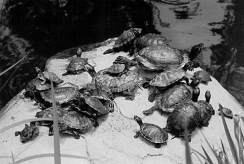 Террариум. Устройство и дизайн - _14.jpg