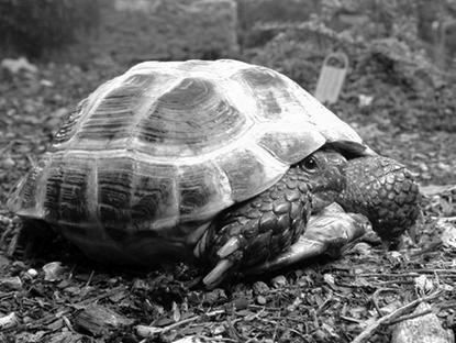 Террариум. Устройство и дизайн - _16.jpg