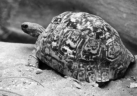 Террариум. Устройство и дизайн - _17.jpg