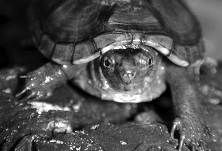 Террариум. Устройство и дизайн - _19.jpg