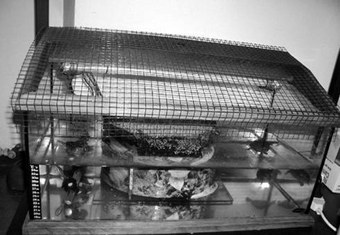 Террариум. Устройство и дизайн - _2.jpg