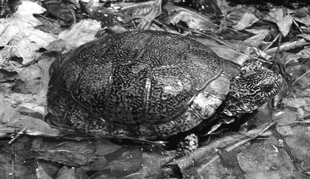 Террариум. Устройство и дизайн - _20.jpg