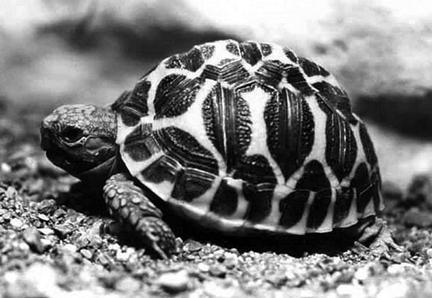 Террариум. Устройство и дизайн - _22.jpg