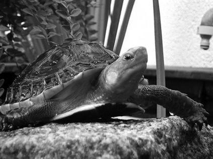 Террариум. Устройство и дизайн - _23.jpg