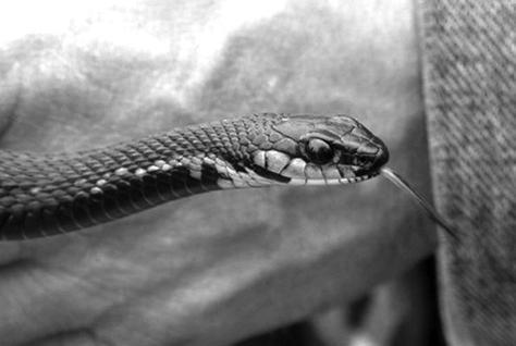 Террариум. Устройство и дизайн - _24.jpg