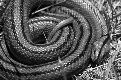 Террариум. Устройство и дизайн - _25.jpg