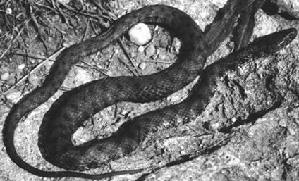 Террариум. Устройство и дизайн - _27.jpg