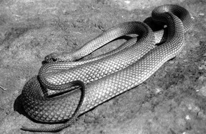 Террариум. Устройство и дизайн - _29.jpg